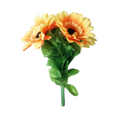 Amazing Split Sunflower