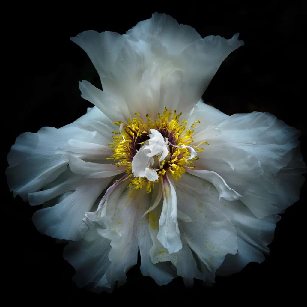 Backyard Flowers Series 4 - Brian Carson
