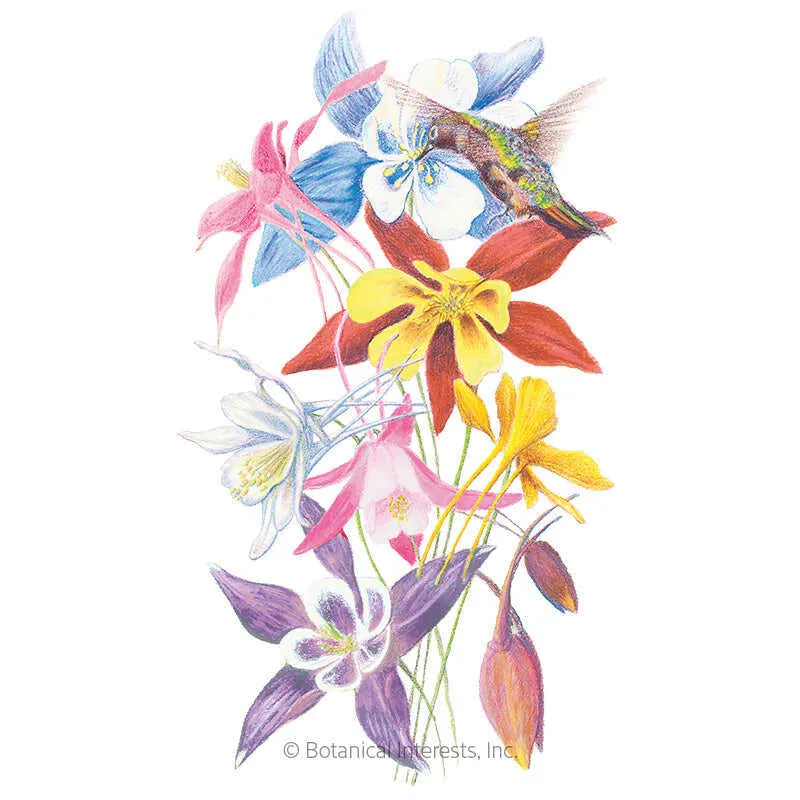 McKana Giants Blend Columbine Seeds